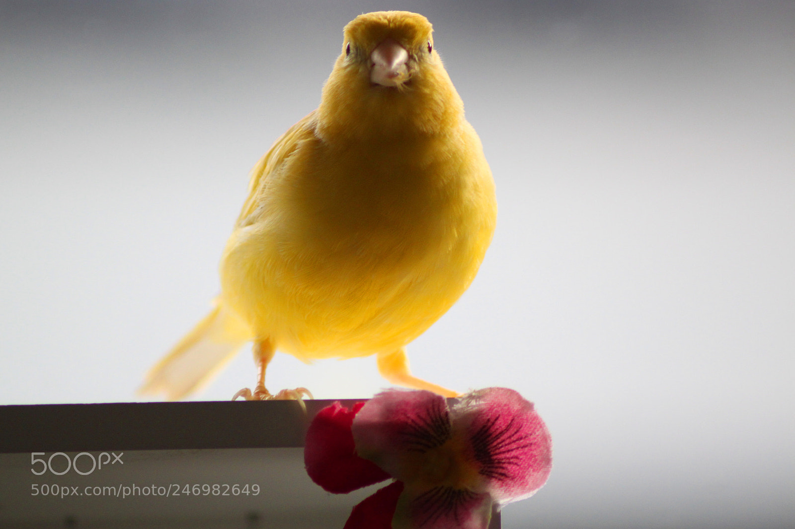 Canon EOS 500D (EOS Rebel T1i / EOS Kiss X3) sample photo. Proud bird photography