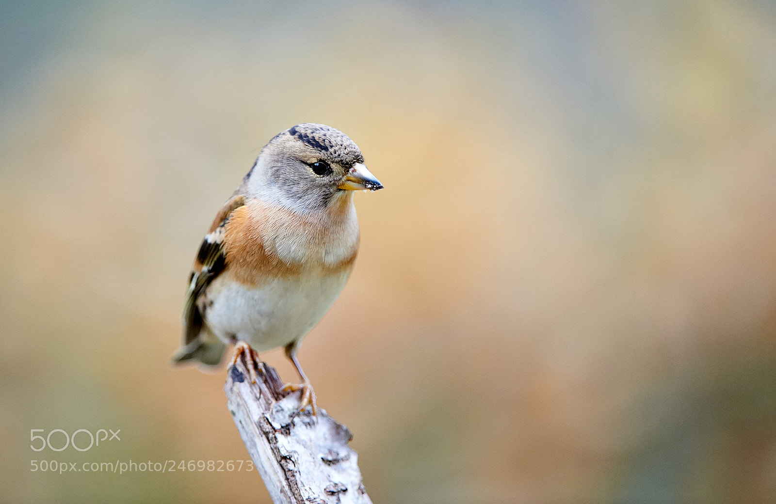 Nikon D3S sample photo. Brambling, female. photography