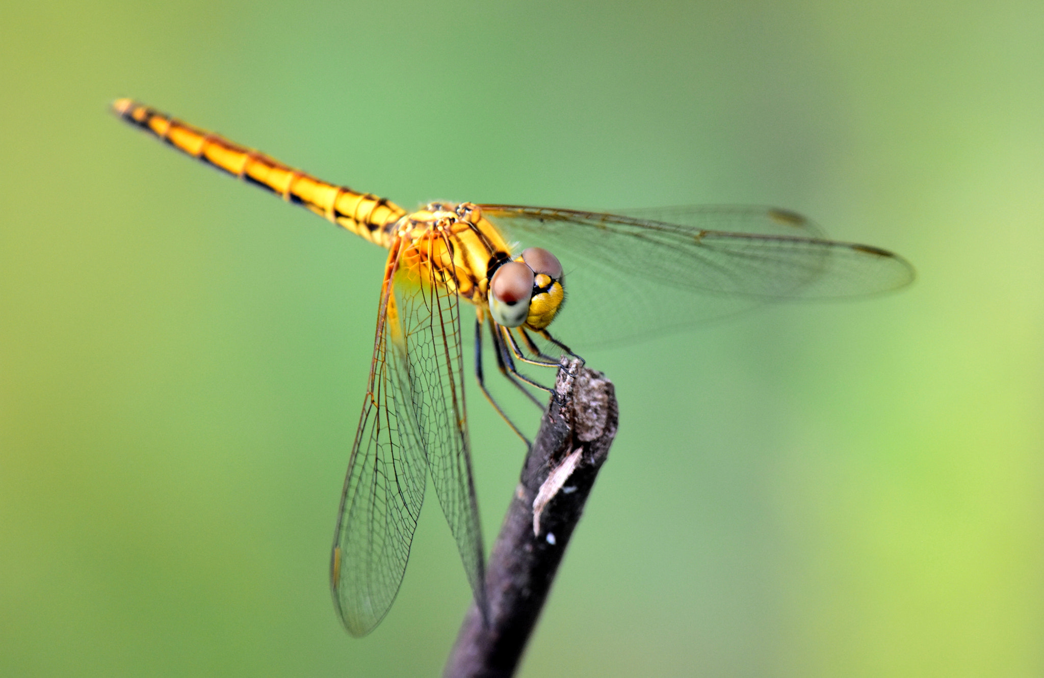 Nikon Nikkor AF-S 300mm F4E PF ED VR sample photo. Orange dragonfly photography