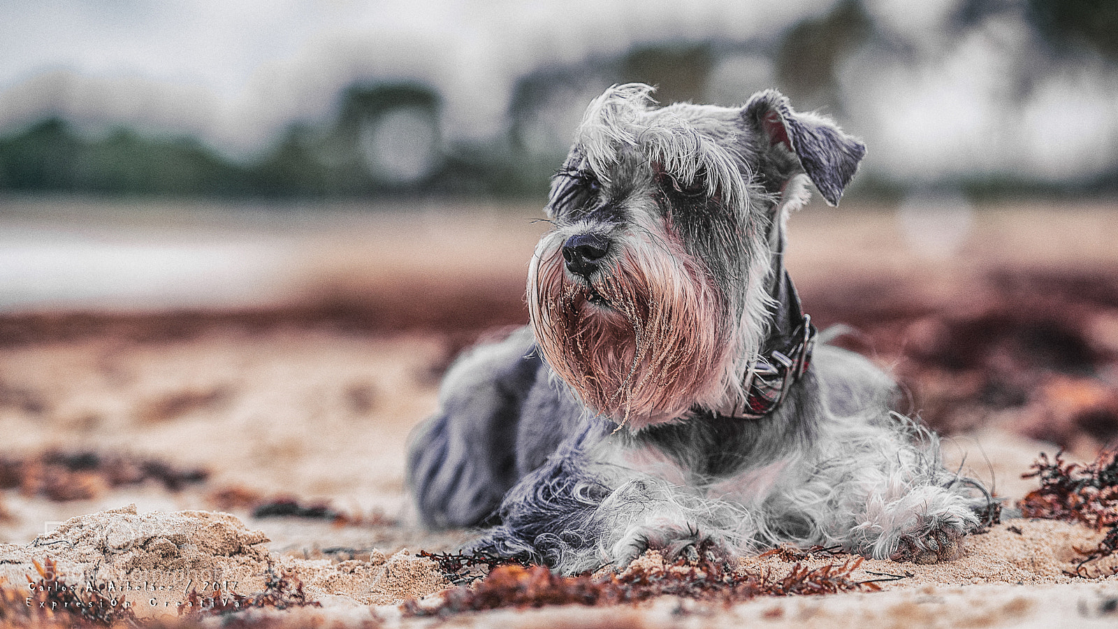 Nikon D800 sample photo. Luna, my dog photography