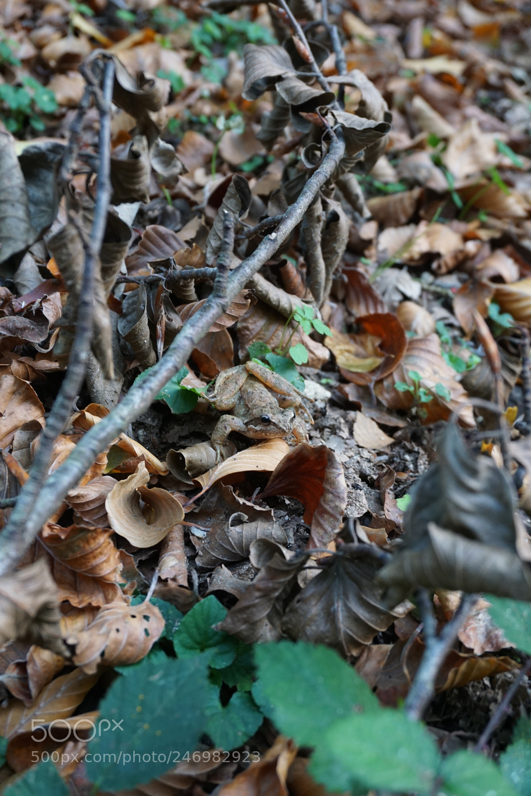 Sony a6000 + Sony E 18-50mm F4-5.6 sample photo. Frog photography