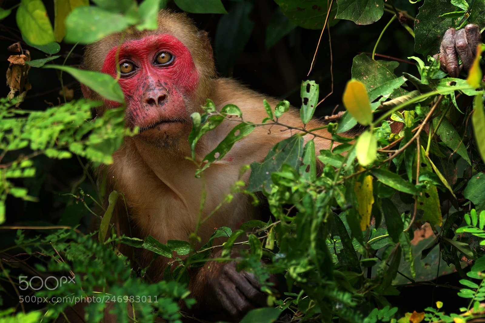 Olympus OM-D E-M1 Mark II sample photo. Stump-tailed macaque photography