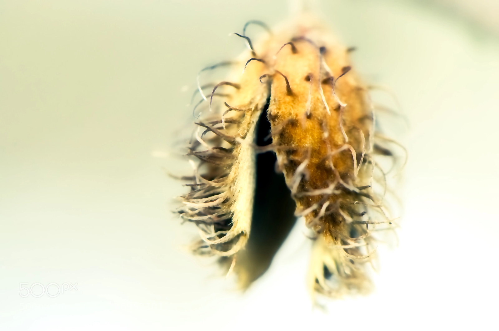 Nikon D3200 sample photo. Macroart photography