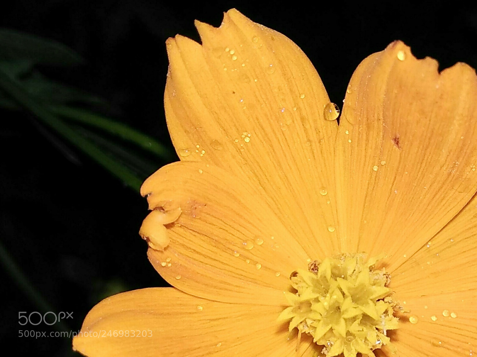 Xiaomi Redmi Note 4 sample photo. Img_20170831_125509-001.jpg photography