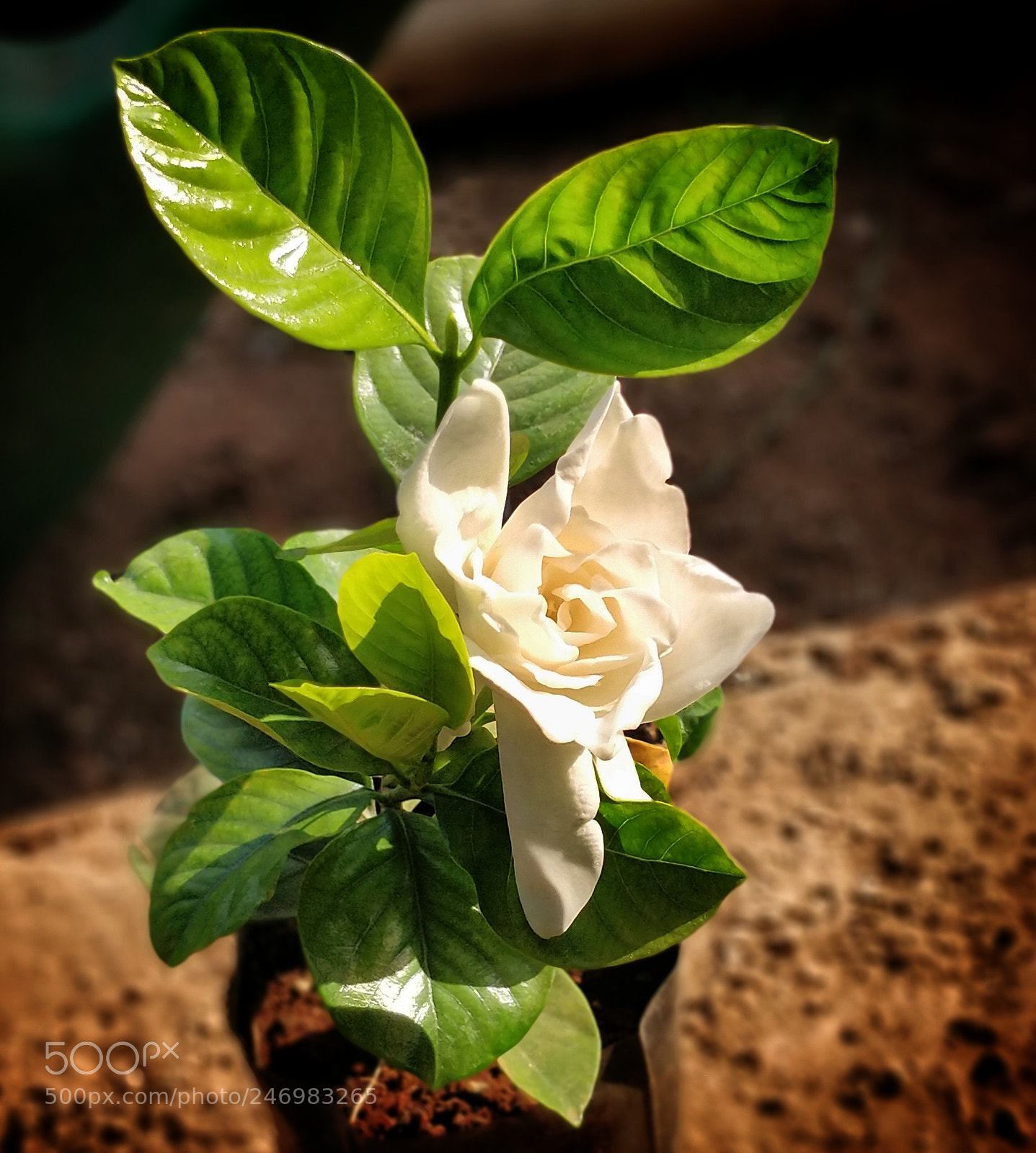 OnePlus 5 sample photo. Untitled photography