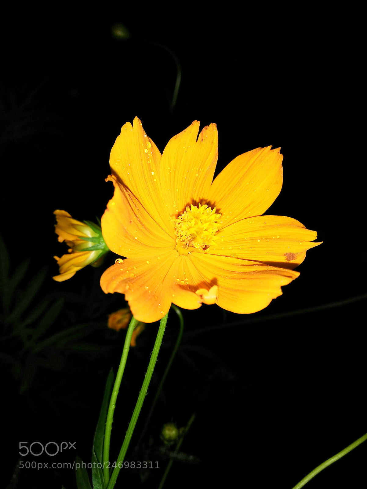 Xiaomi Redmi Note 4 sample photo. Img_20170902_102020.jpg photography