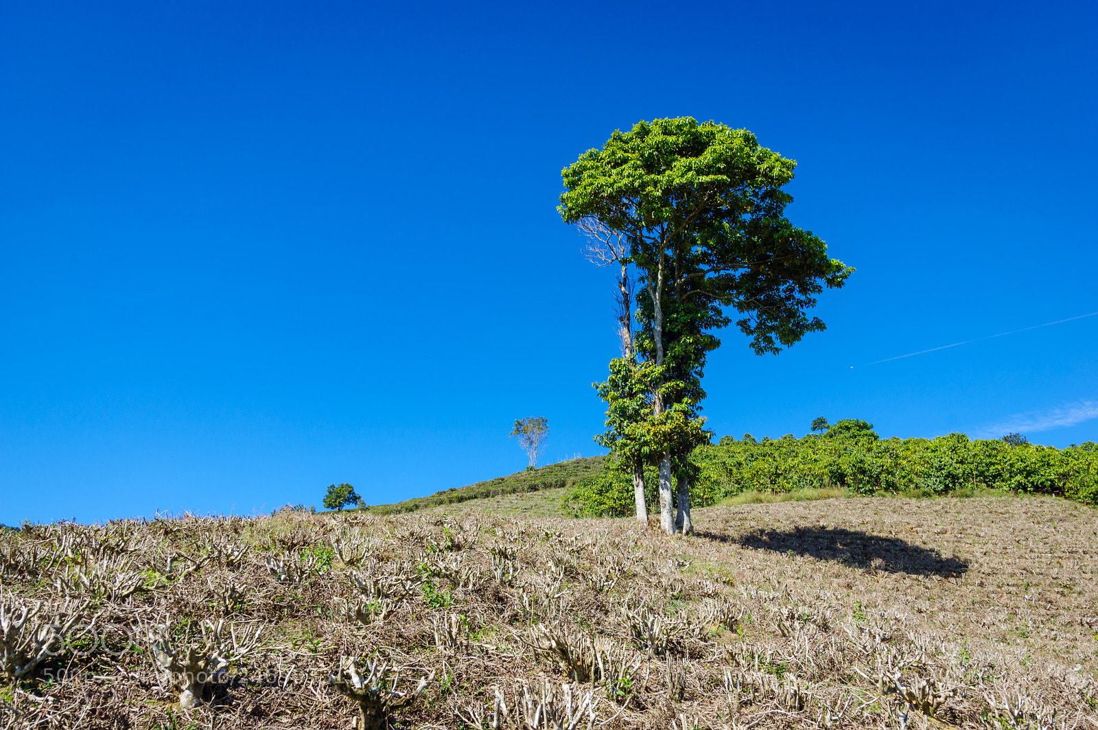 Pentax K-3 sample photo. The tree photography