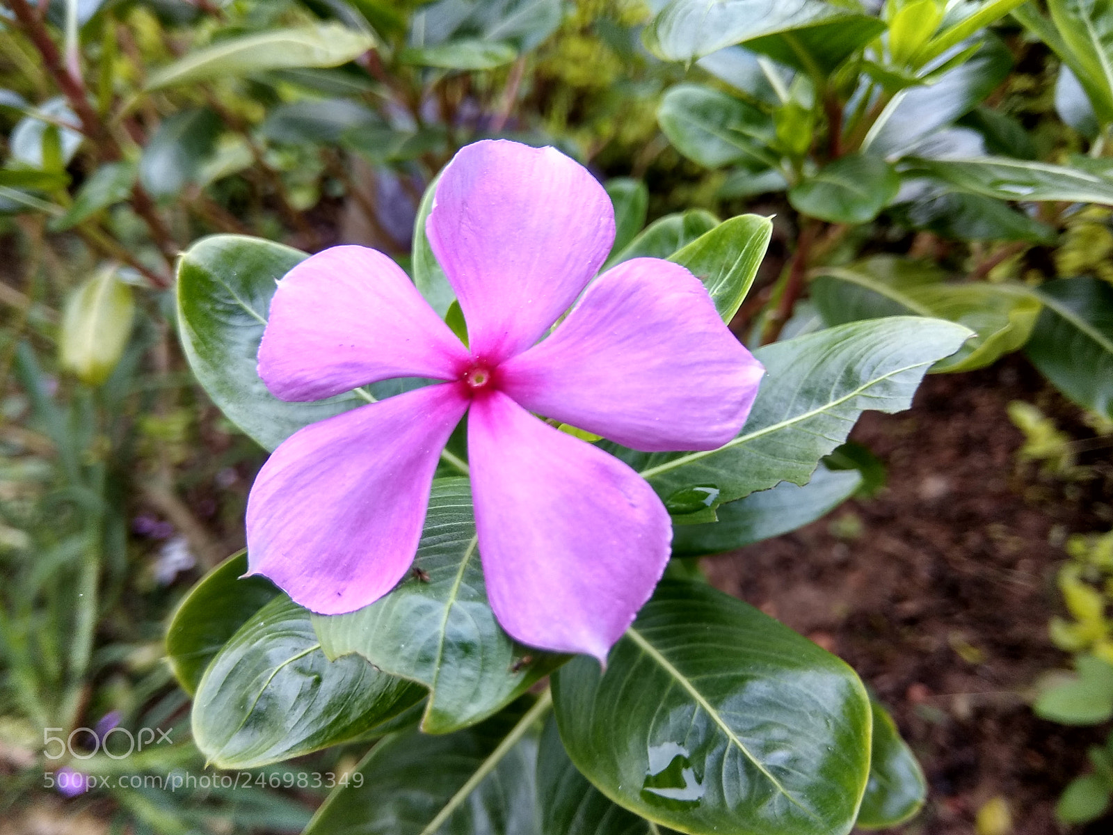 Xiaomi Redmi Note 4 sample photo. Hdr photography