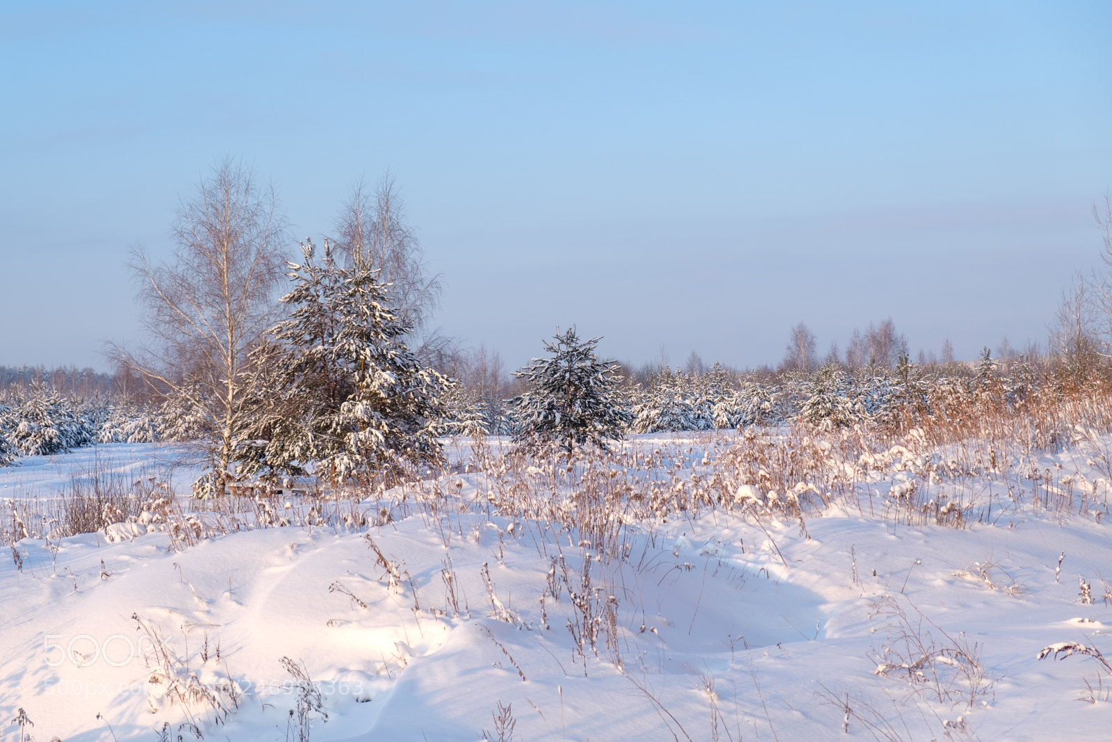 Fujifilm X-T20 sample photo. Nature, russia photography