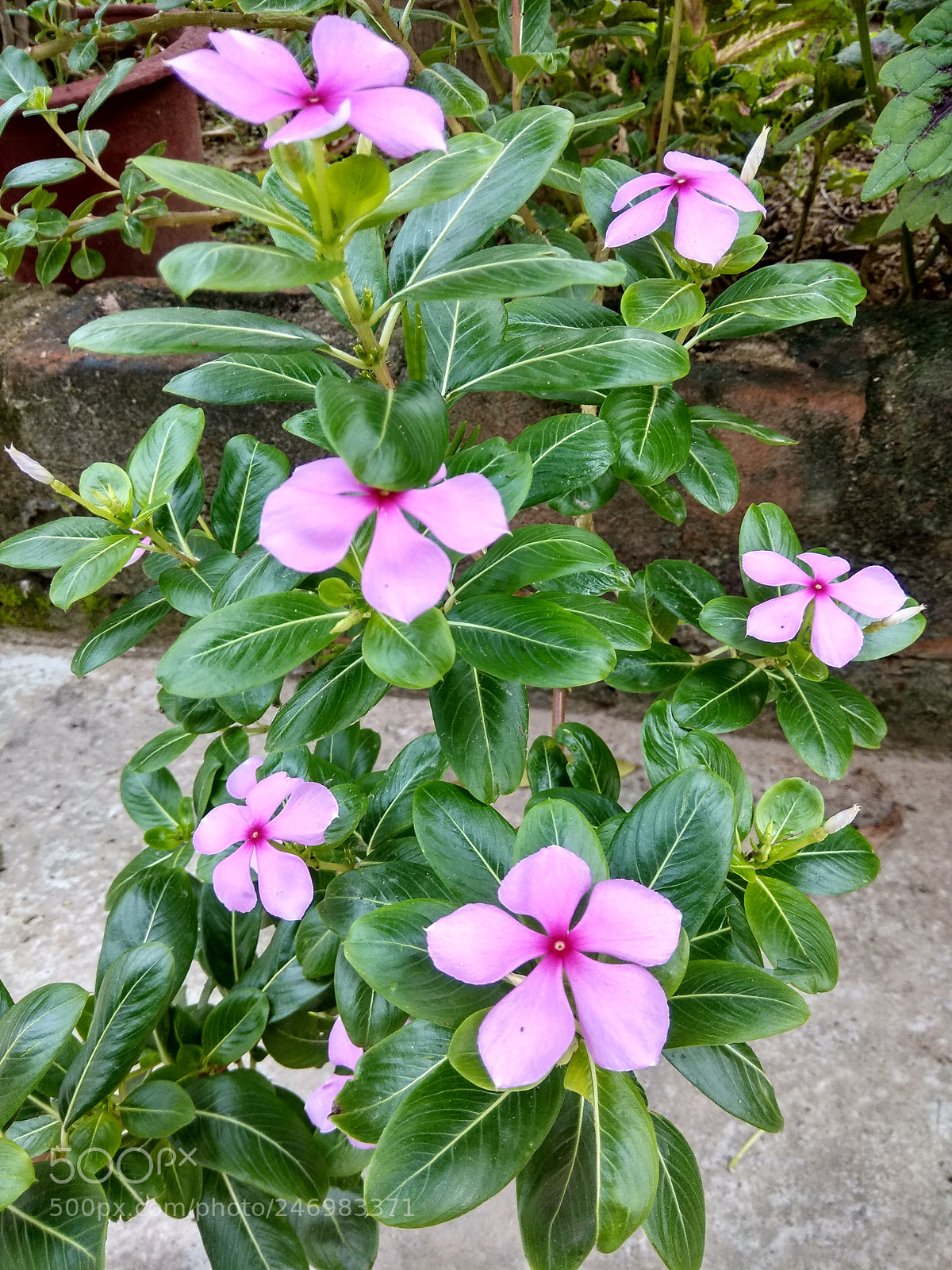 Xiaomi Redmi Note 4 sample photo. Hdr photography