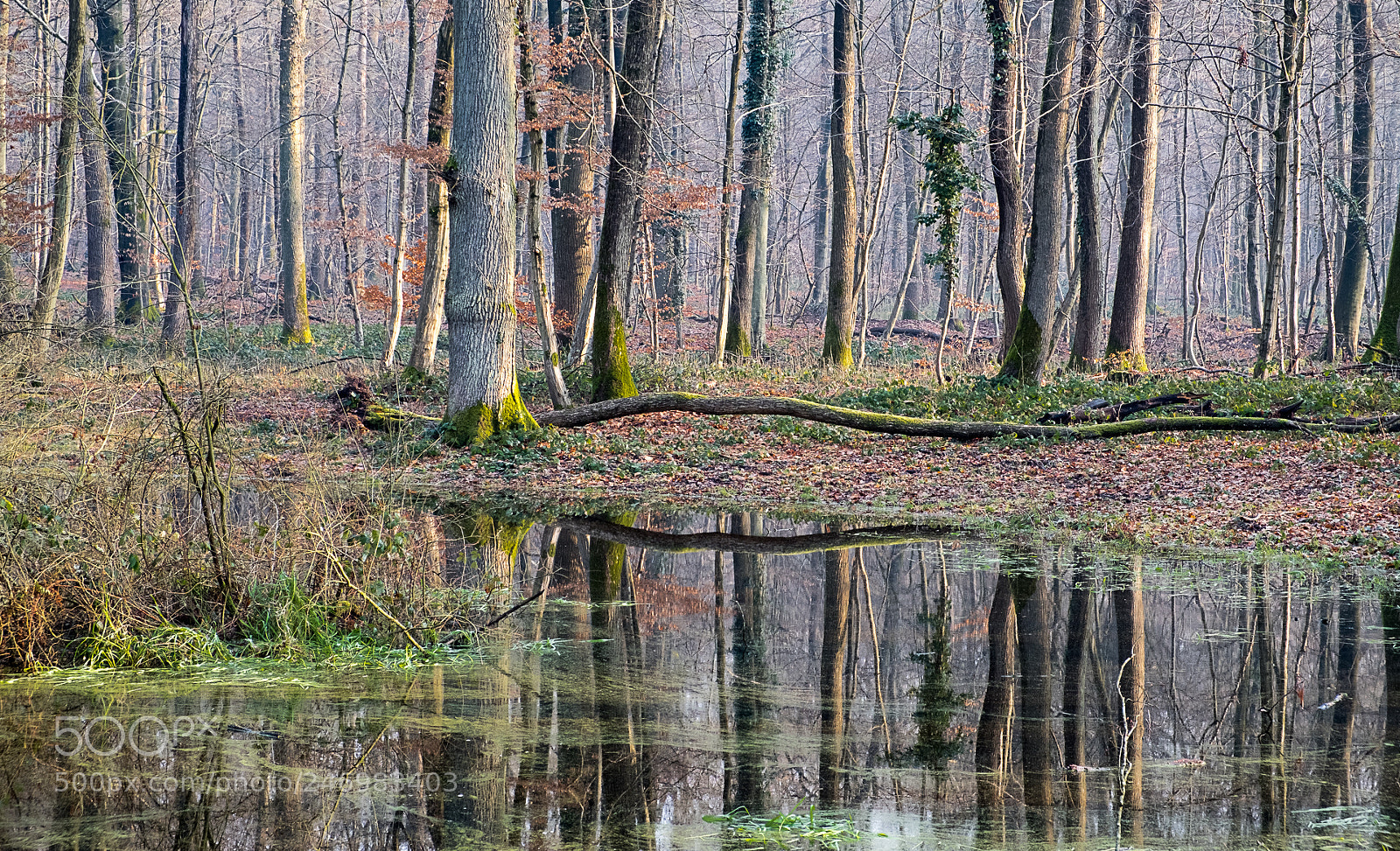 Fujifilm X-T20 sample photo. Reflection on the pond photography