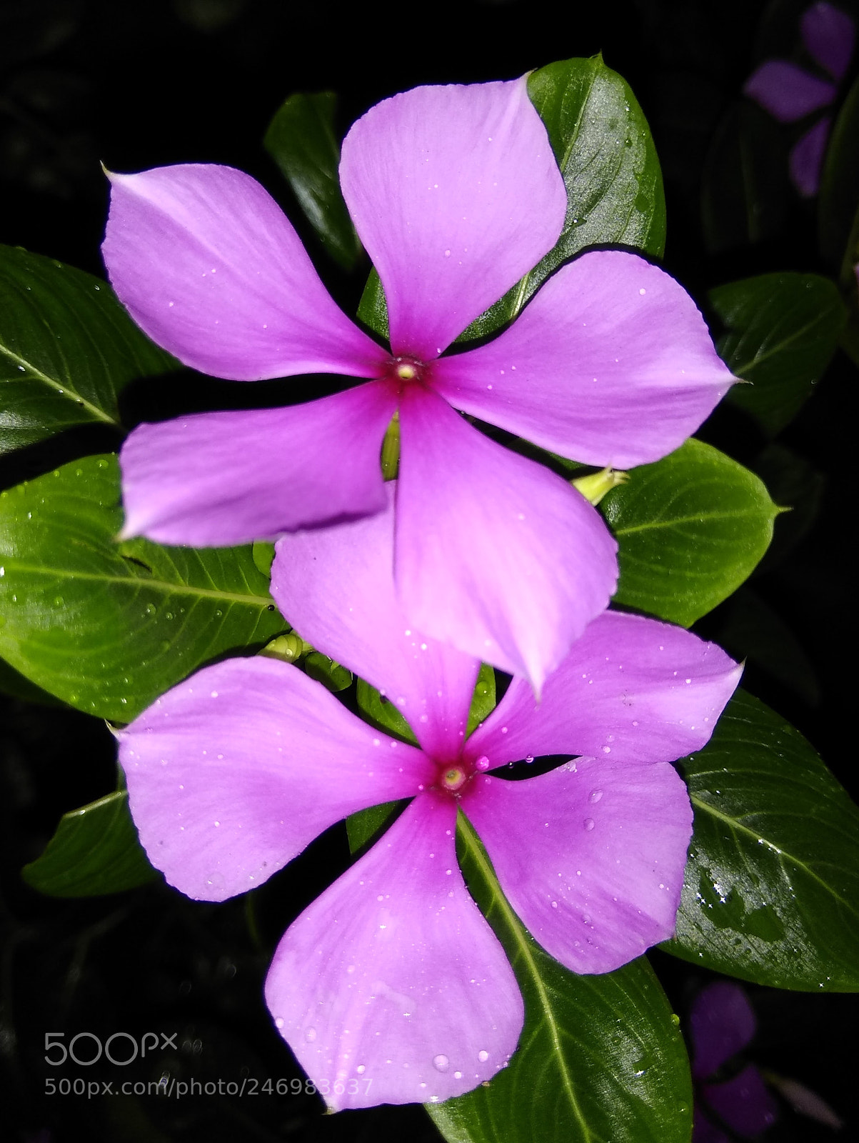 Xiaomi Redmi Note 4 sample photo. Img_20170901_181058-001.jpg photography