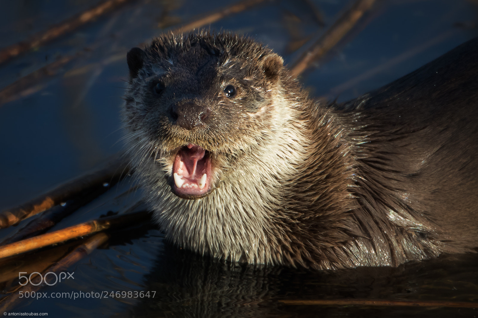 Canon EOS 7D Mark II sample photo. Eurasian otter photography