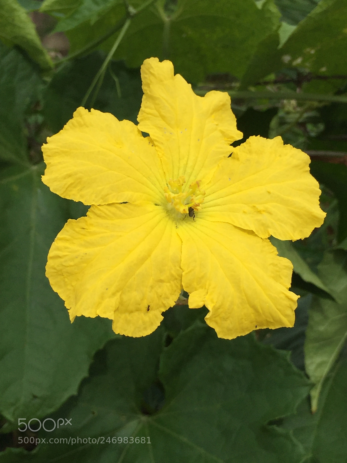 Apple iPhone 6 sample photo. Untitled photography