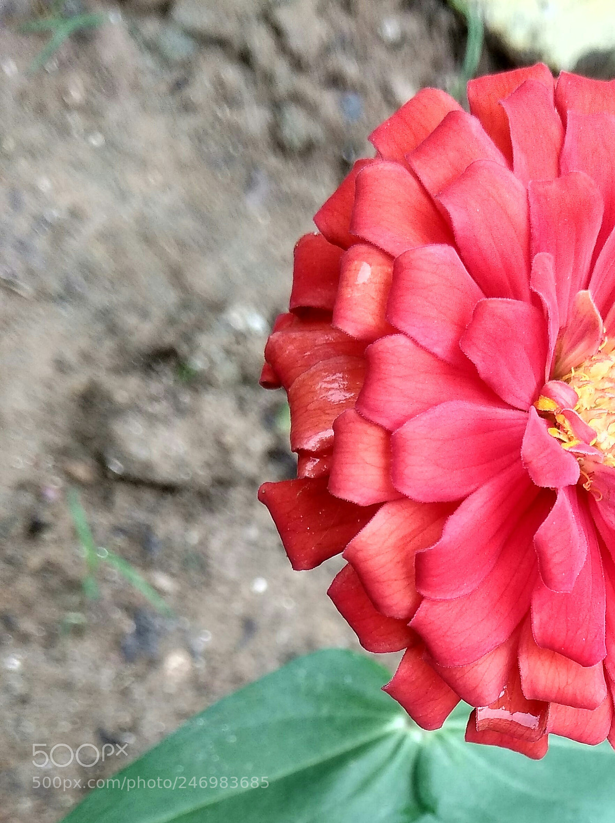Xiaomi Redmi Note 4 sample photo. Img_20170902_181518-001.jpg photography