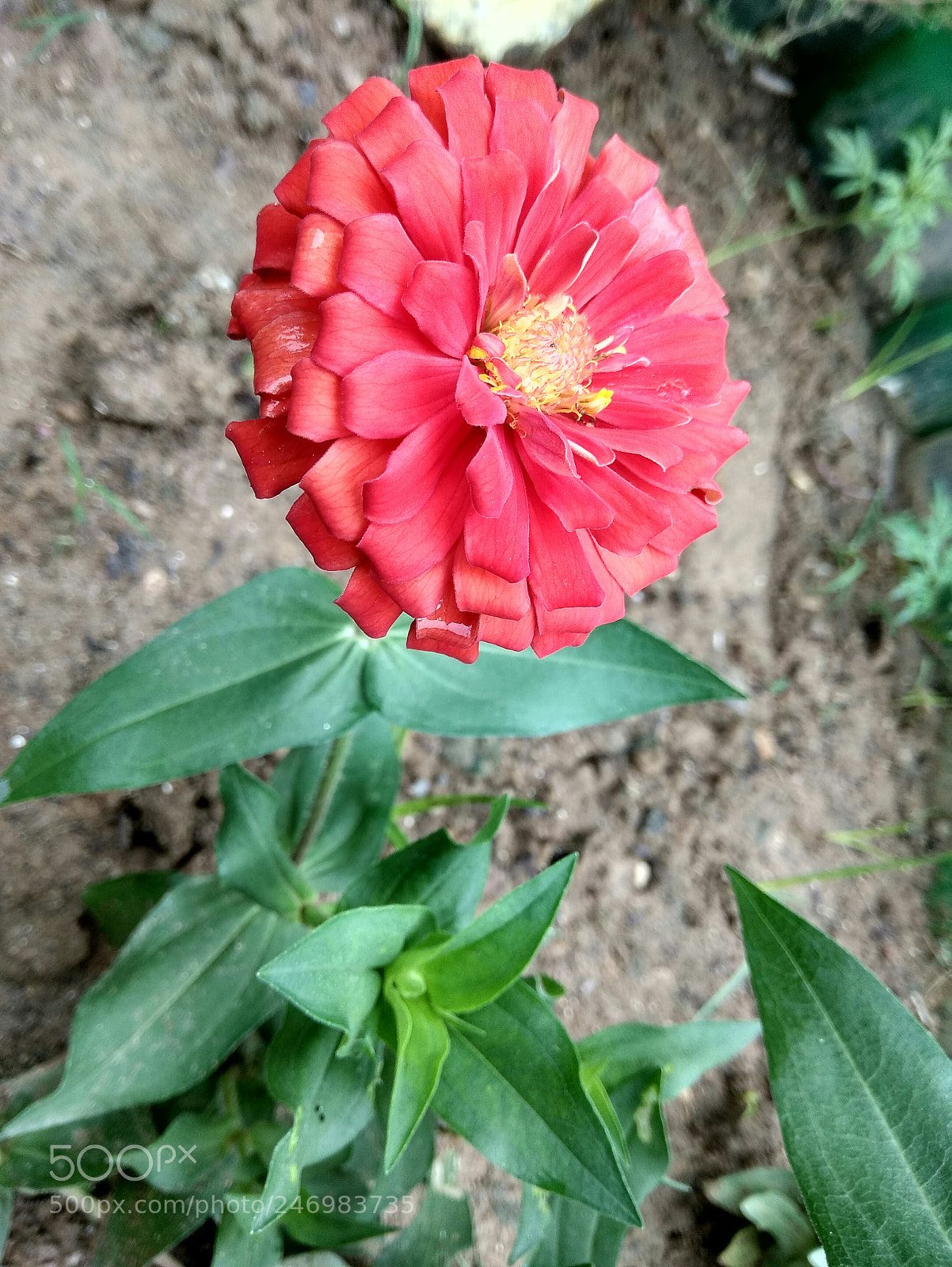 Xiaomi Redmi Note 4 sample photo. Img_20170902_181518.jpg photography