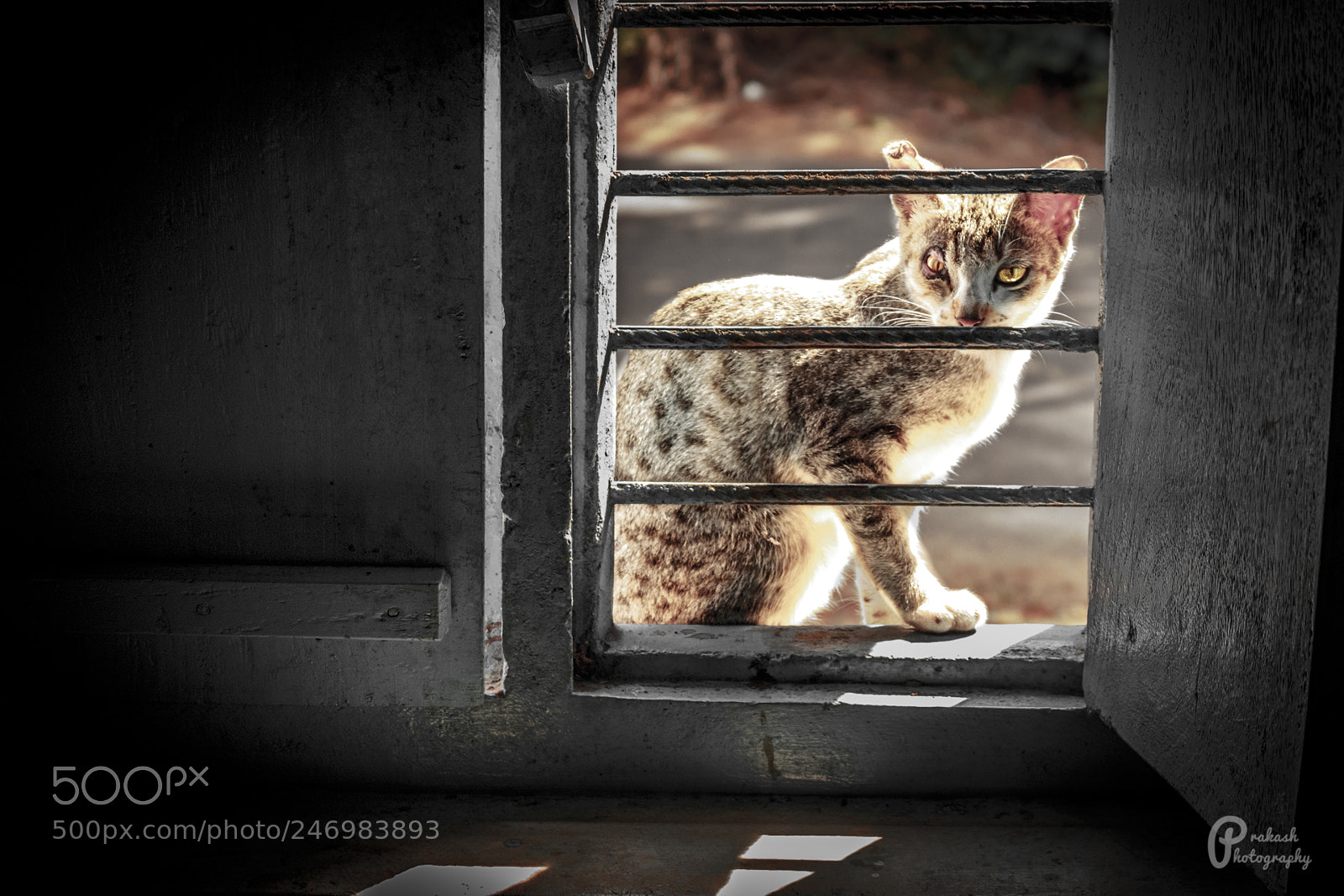 Canon EOS 700D (EOS Rebel T5i / EOS Kiss X7i) sample photo. Cat blocked view photography