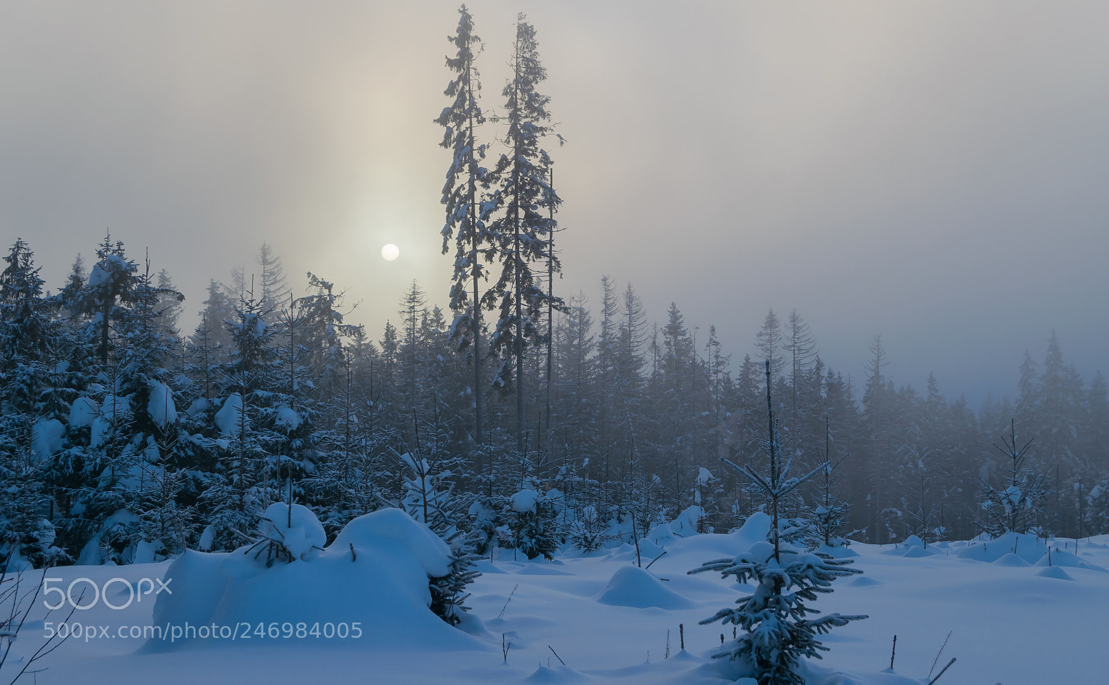 Nikon D3300 sample photo. Frosty and foggy sunrise photography