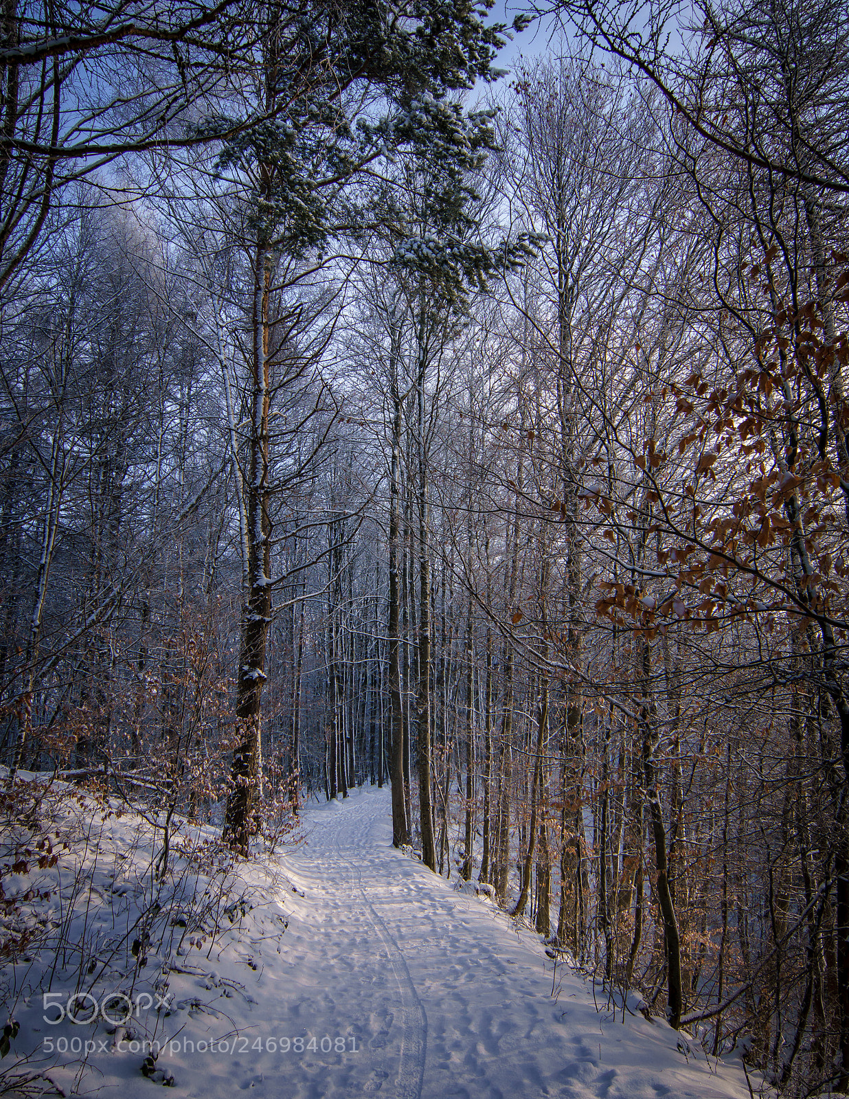 Sony ILCA-77M2 sample photo. Winter path photography
