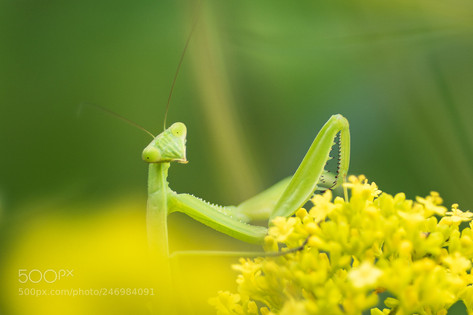 Sony ILCA-77M2 sample photo. Adorable mantis photography