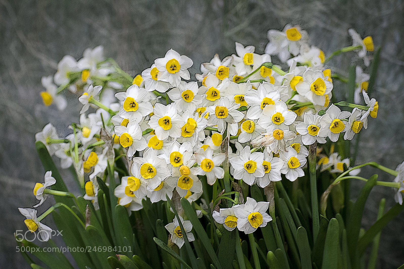 Canon EOS 60D sample photo. Daffodils @hong kong park photography