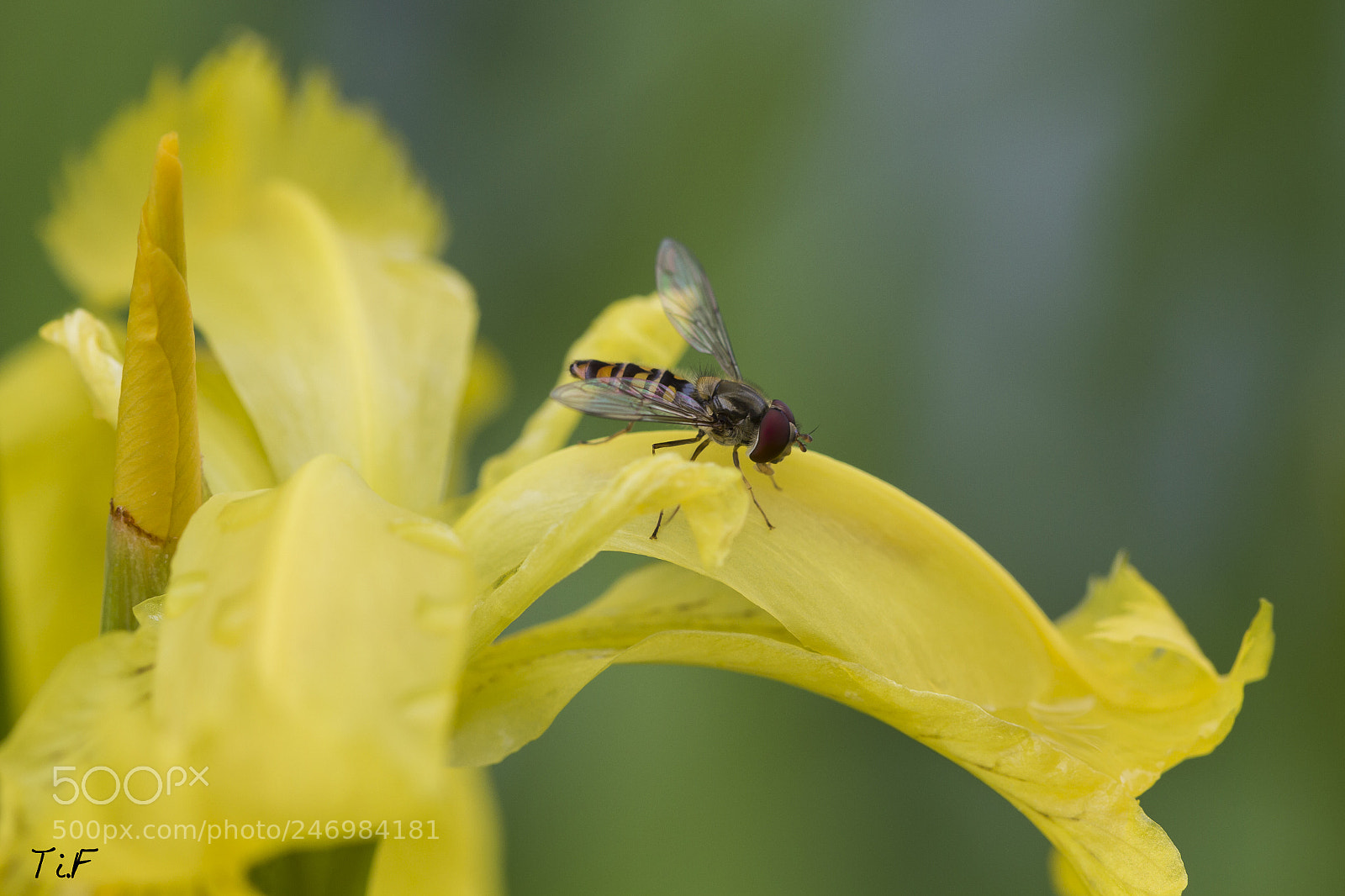 Canon EOS 7D sample photo. Yellow and green photography