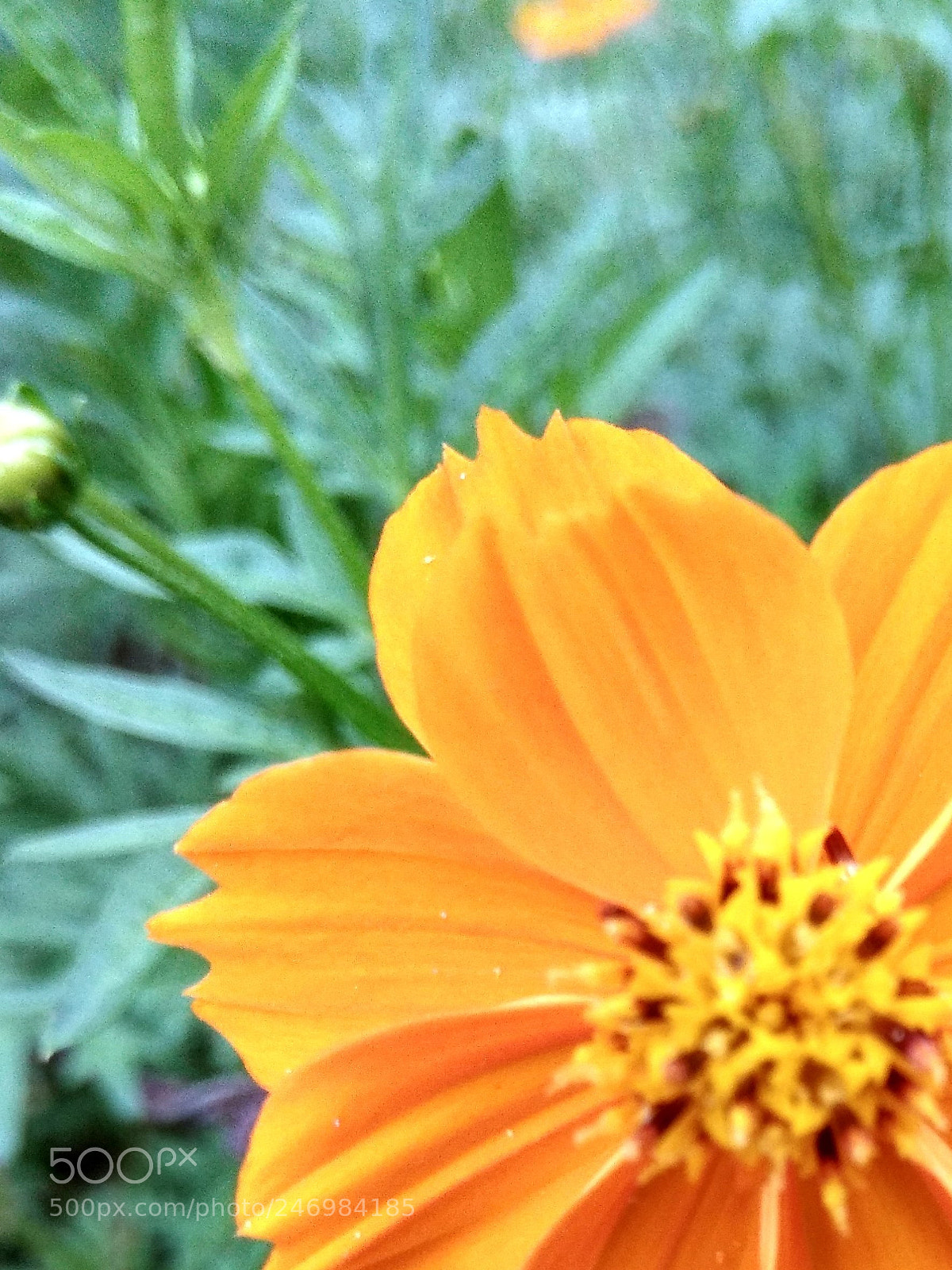 Xiaomi Redmi Note 4 sample photo. Hdr photography