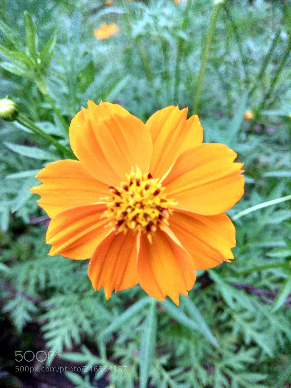 Xiaomi Redmi Note 4 sample photo. Hdr photography