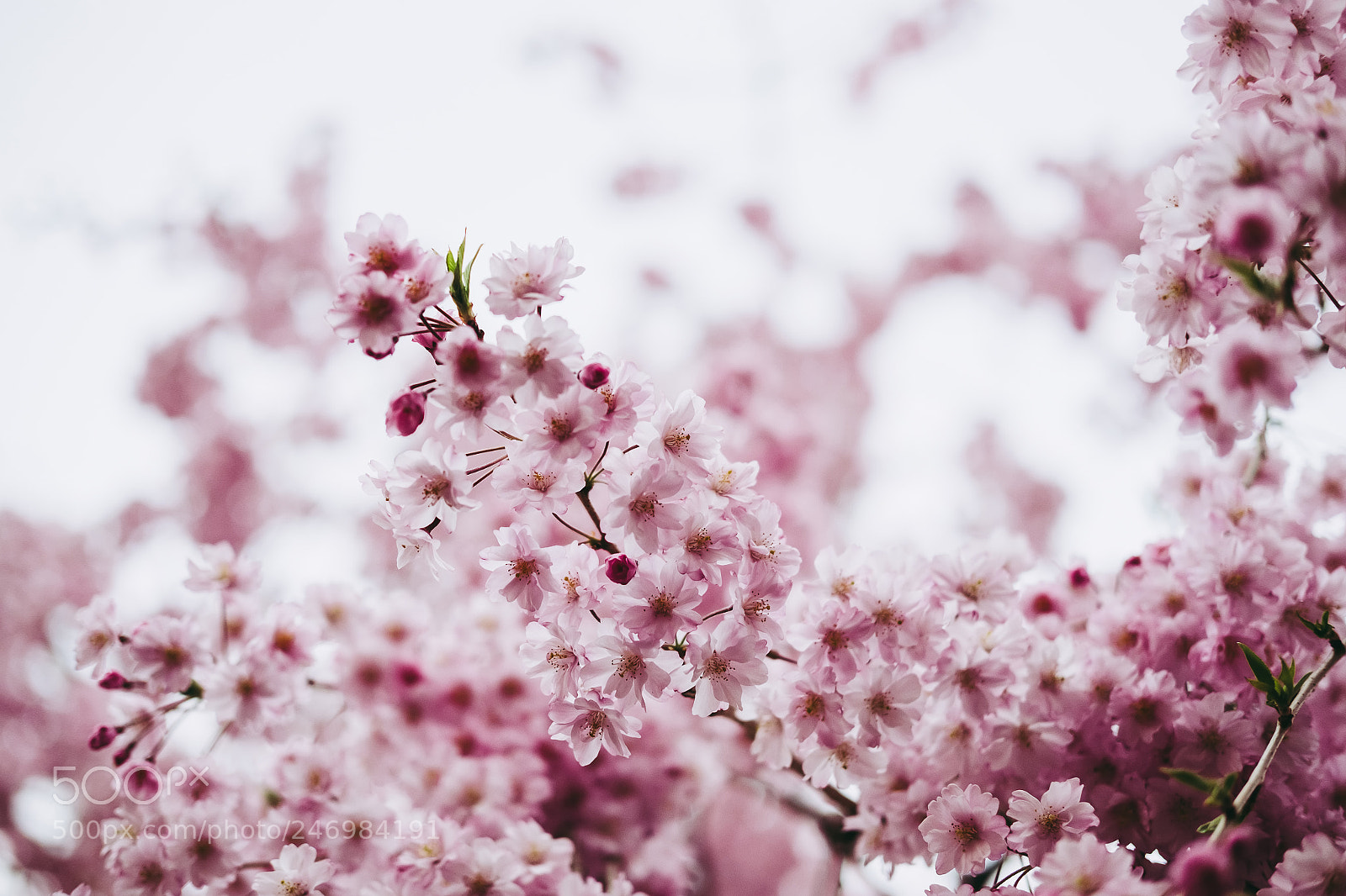 Fujifilm X-T10 sample photo. Cherry blossom or sakura photography