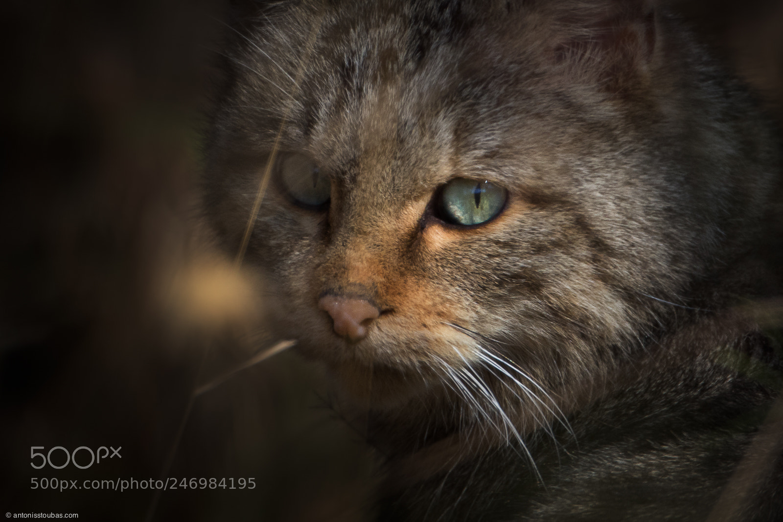 Canon EOS 7D Mark II sample photo. Wildcat photography