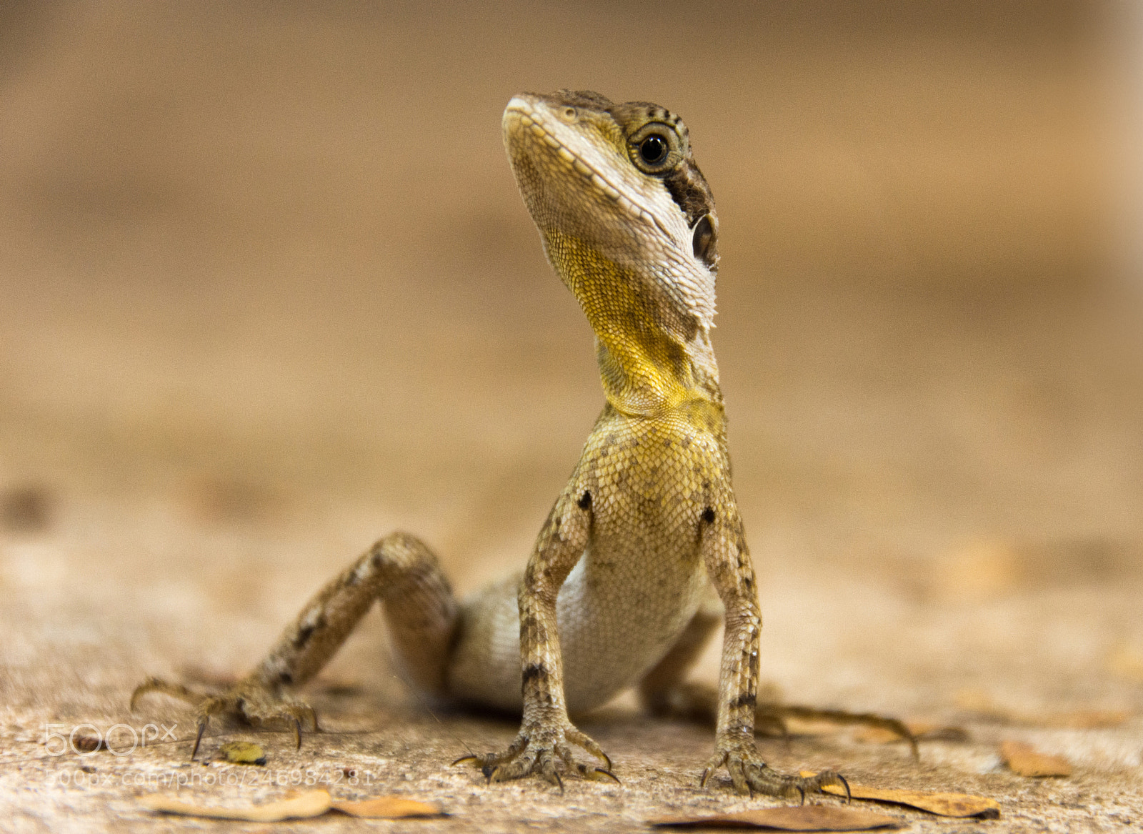 Nikon D7200 sample photo. Staring lizard photography
