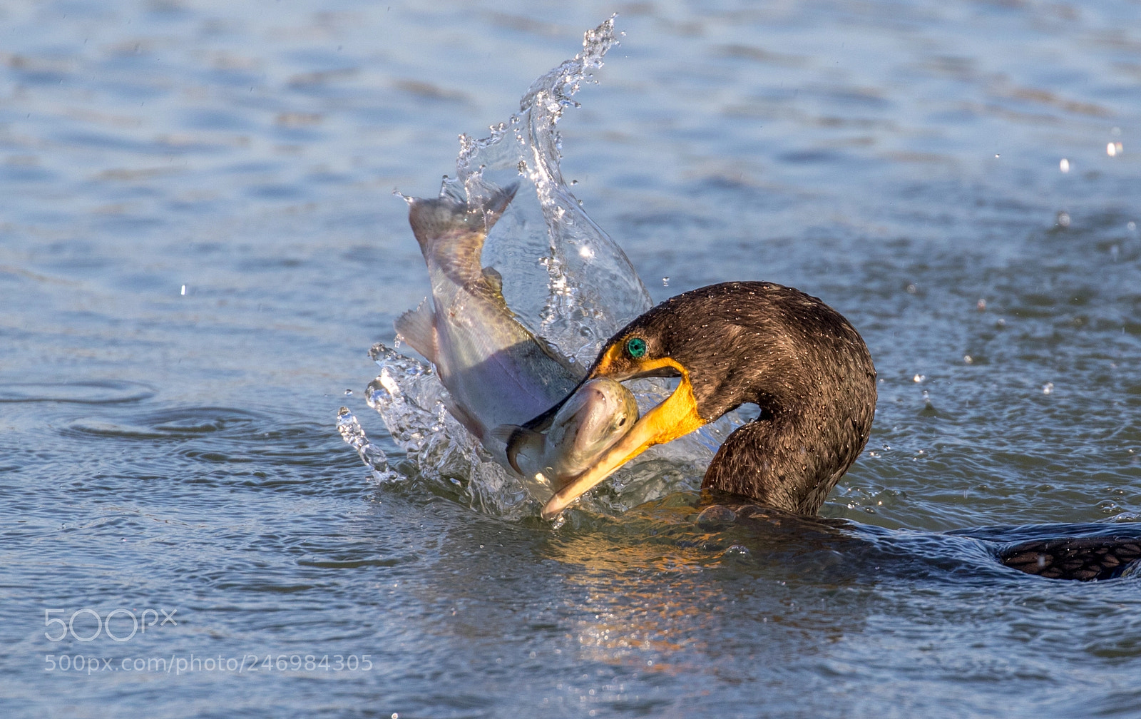 Canon EOS 7D Mark II sample photo. Cormorant with fish photography