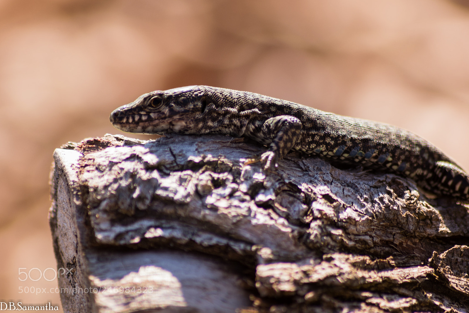 Nikon D5200 sample photo. Lucertola photography
