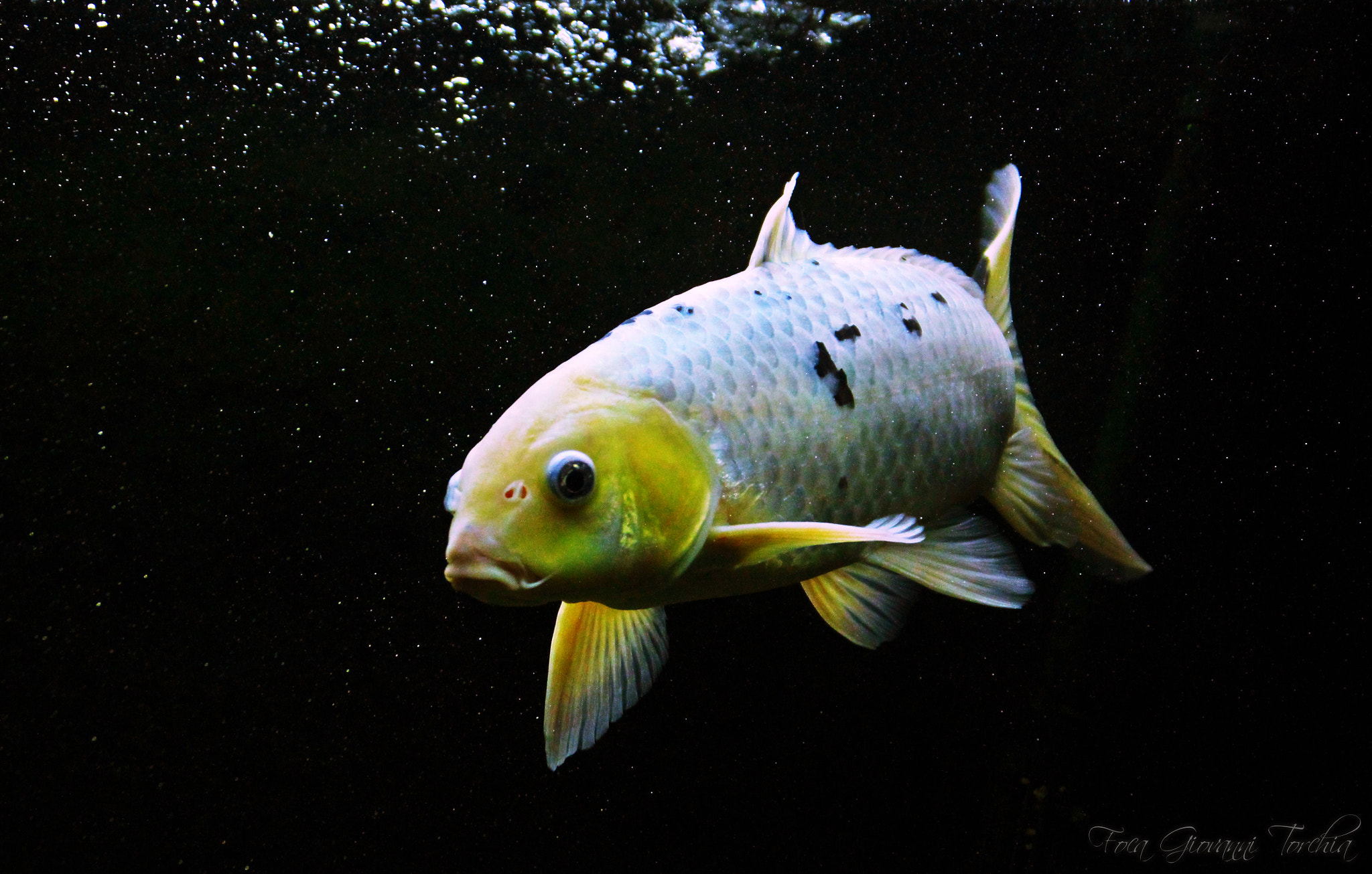 Canon EOS 1200D (EOS Rebel T5 / EOS Kiss X70 / EOS Hi) sample photo. Lui è lulù è la mia carpa koi di 3 anni
it is lulu is my carpkoi 3-year-old photography