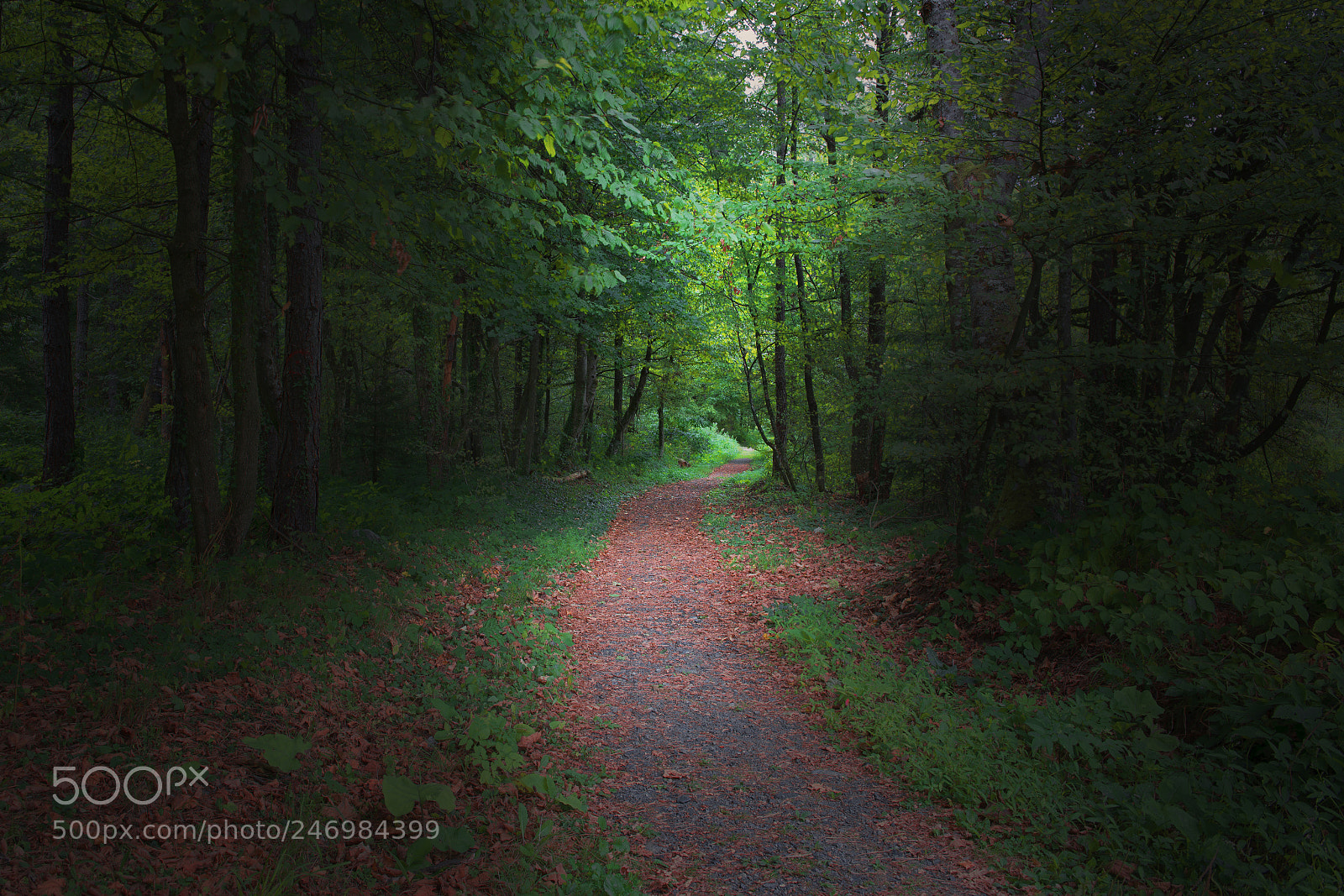 Nikon D610 sample photo. Forest path photography