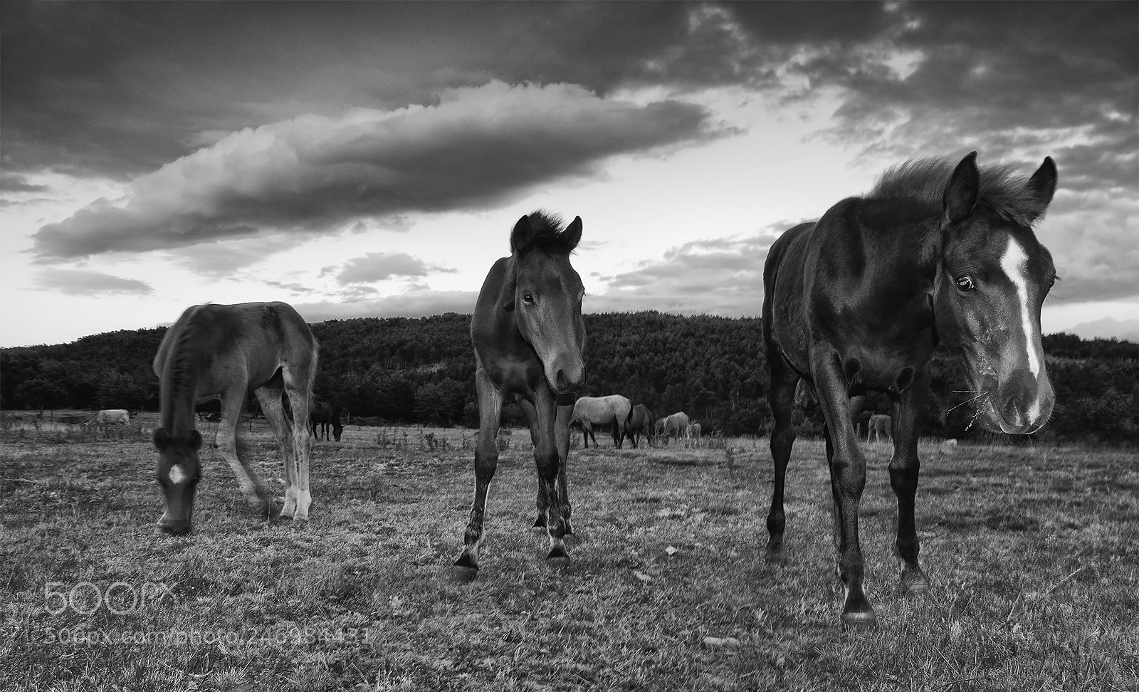 Nikon D300 sample photo. Horses photography