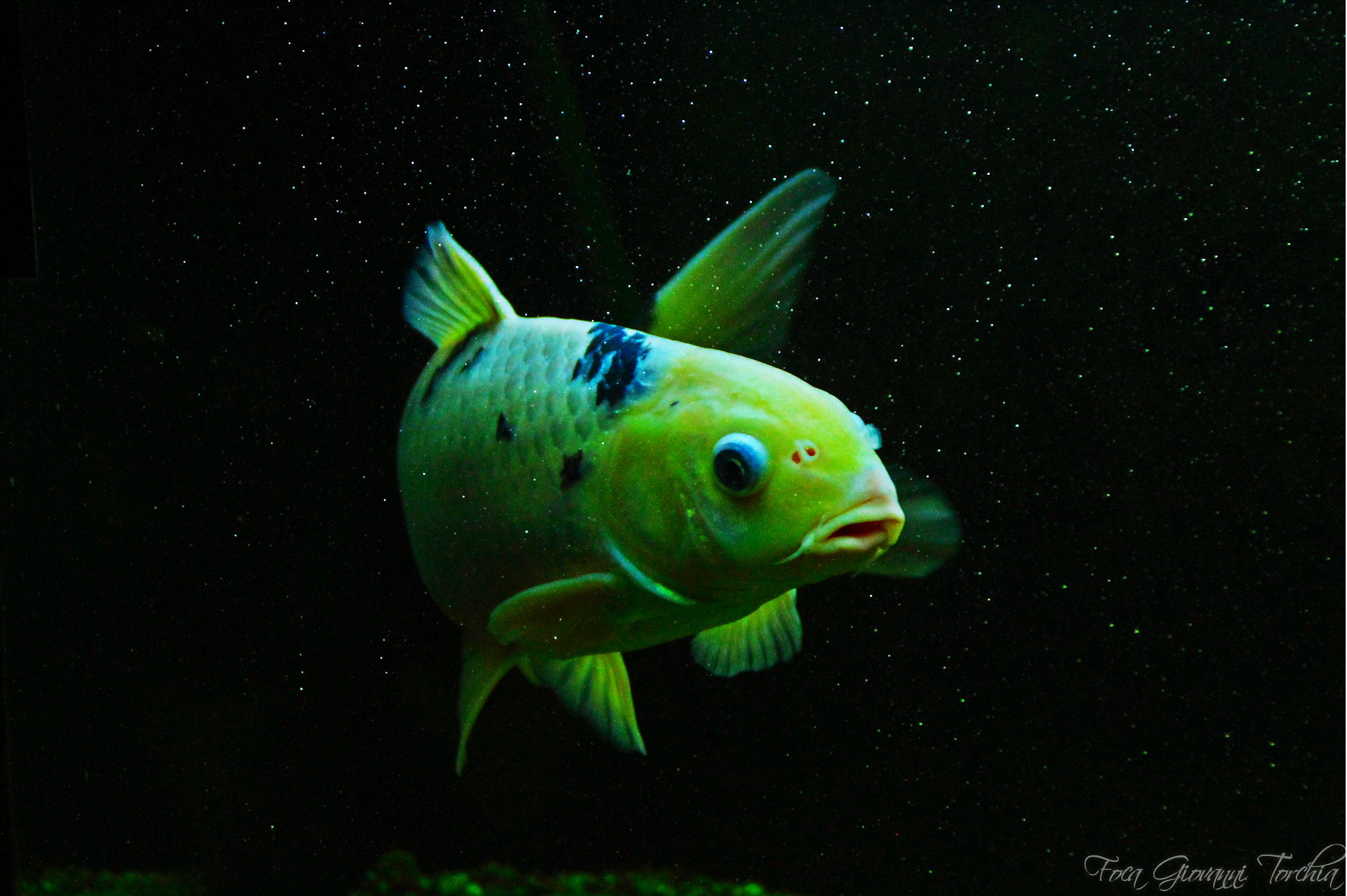 Canon EOS 1200D (EOS Rebel T5 / EOS Kiss X70 / EOS Hi) sample photo. Lui è lulù è la mia carpa koi di 3 anni
it is lulu is my carpkoi 3-year-old photography