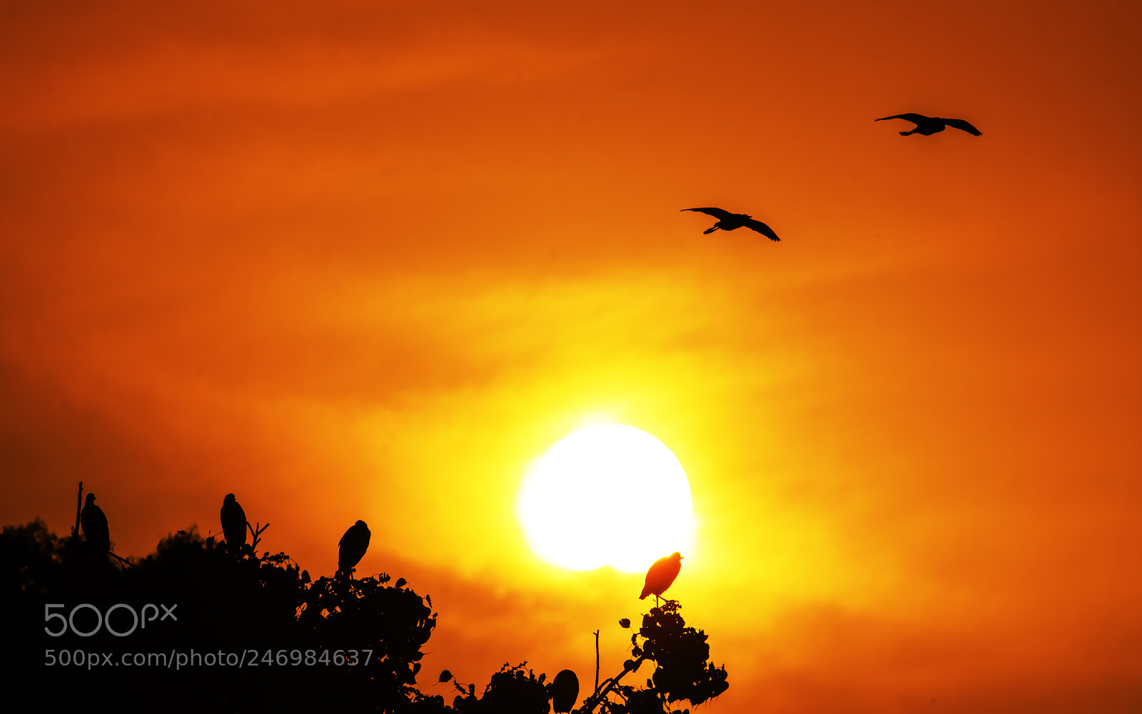 Nikon D7200 sample photo. Sunset in the park photography