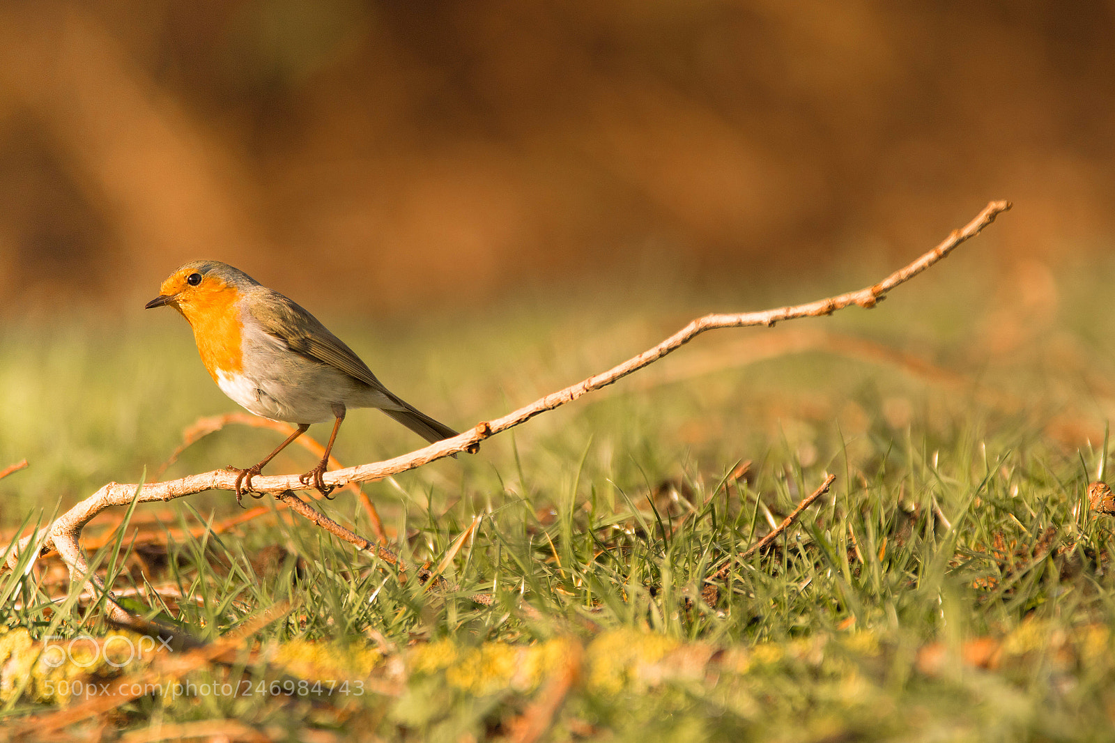 Canon EOS 7D Mark II sample photo. Robin photography