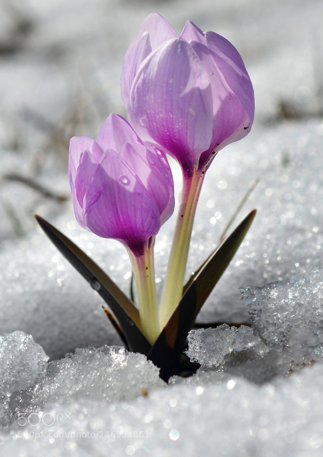 Nikon D7100 sample photo. Snowdrop photography