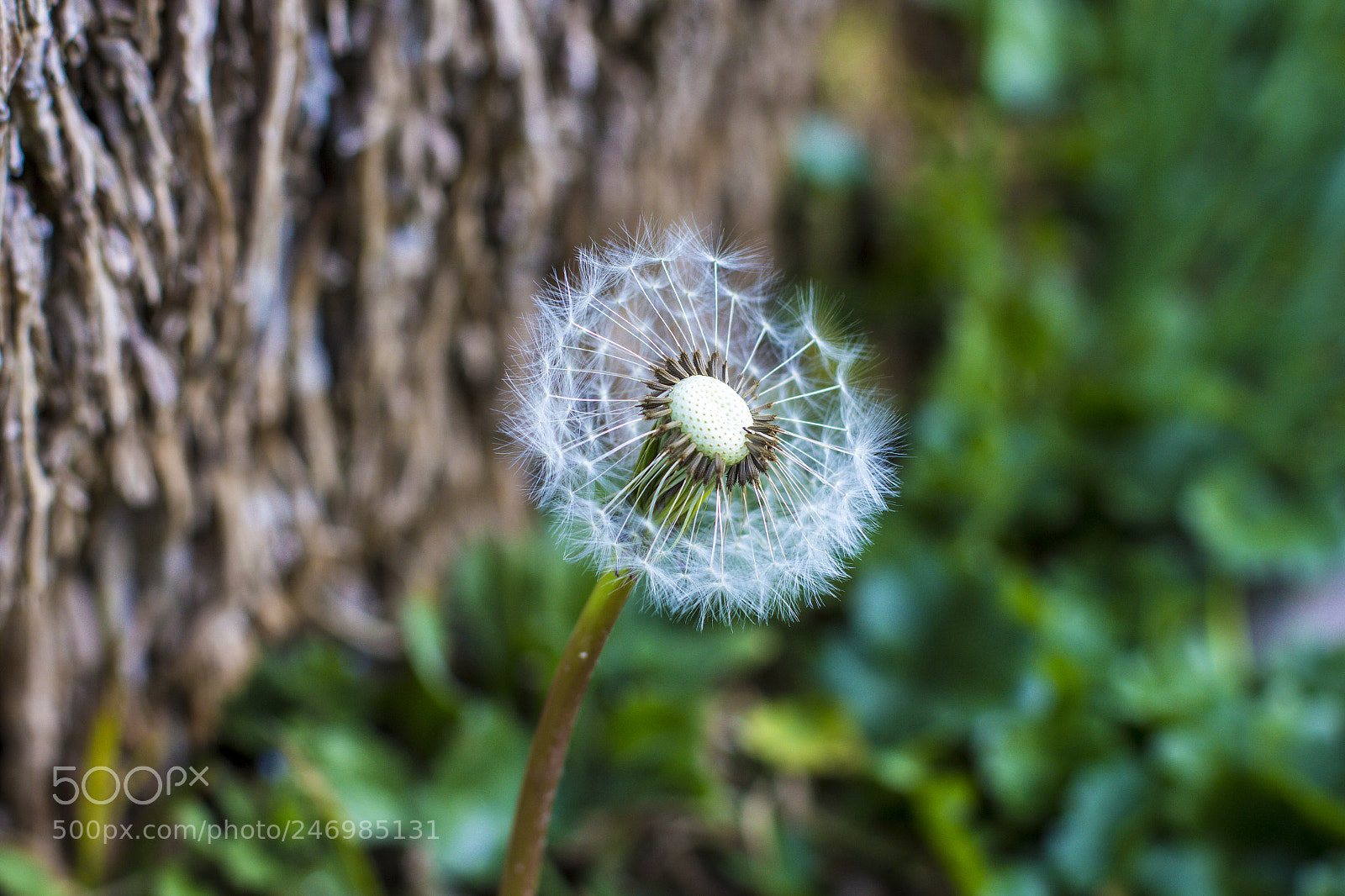 Canon EOS 700D (EOS Rebel T5i / EOS Kiss X7i) sample photo. Dandelion photography