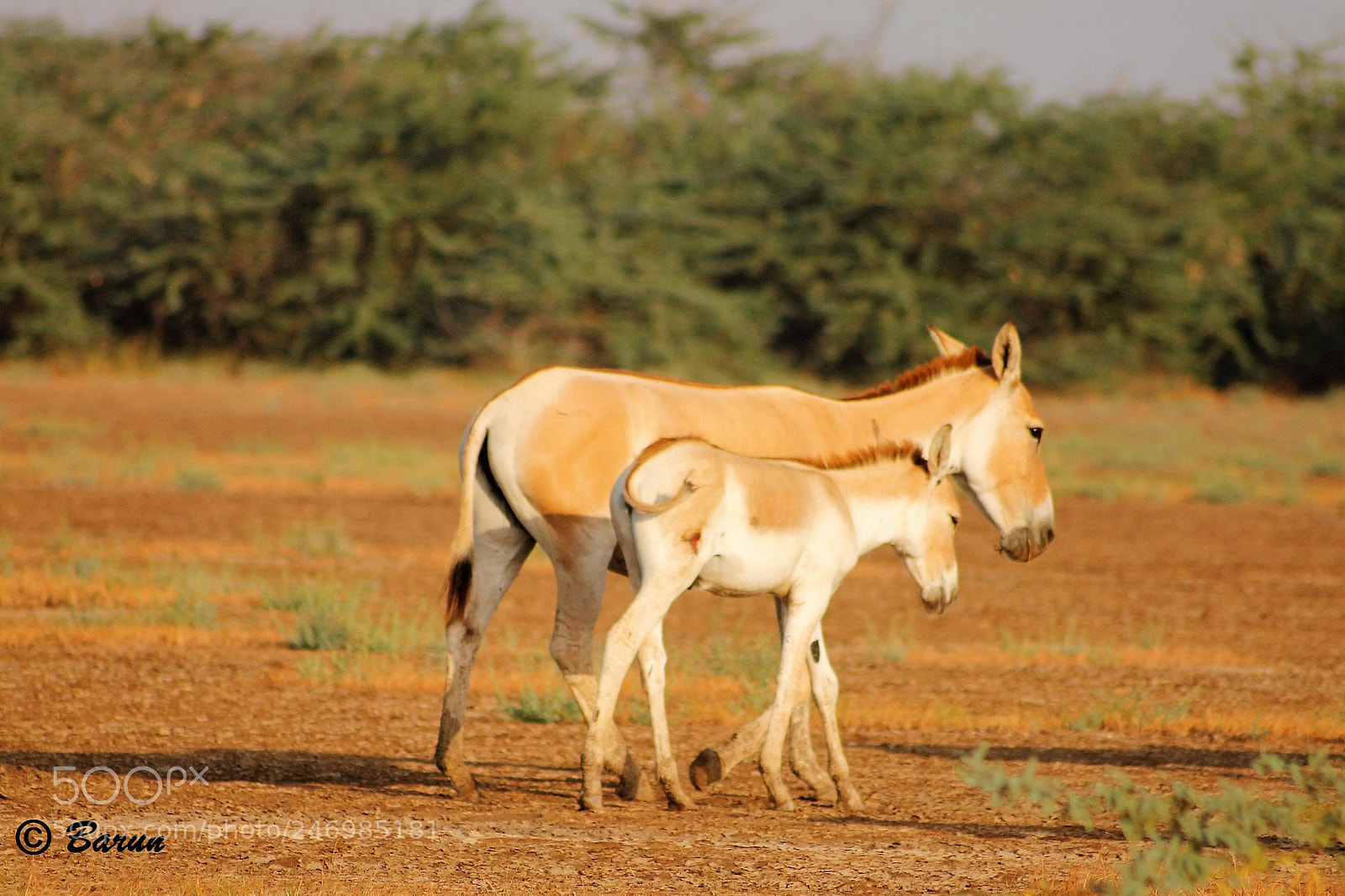 Canon EOS 1100D (EOS Rebel T3 / EOS Kiss X50) sample photo. Superimposed this wild ass photography