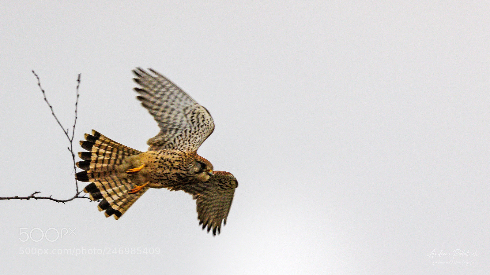 Canon EOS 7D Mark II sample photo. Falke photography