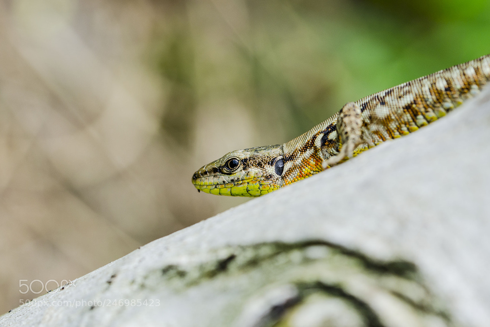 Nikon D5100 sample photo. Reptile photography