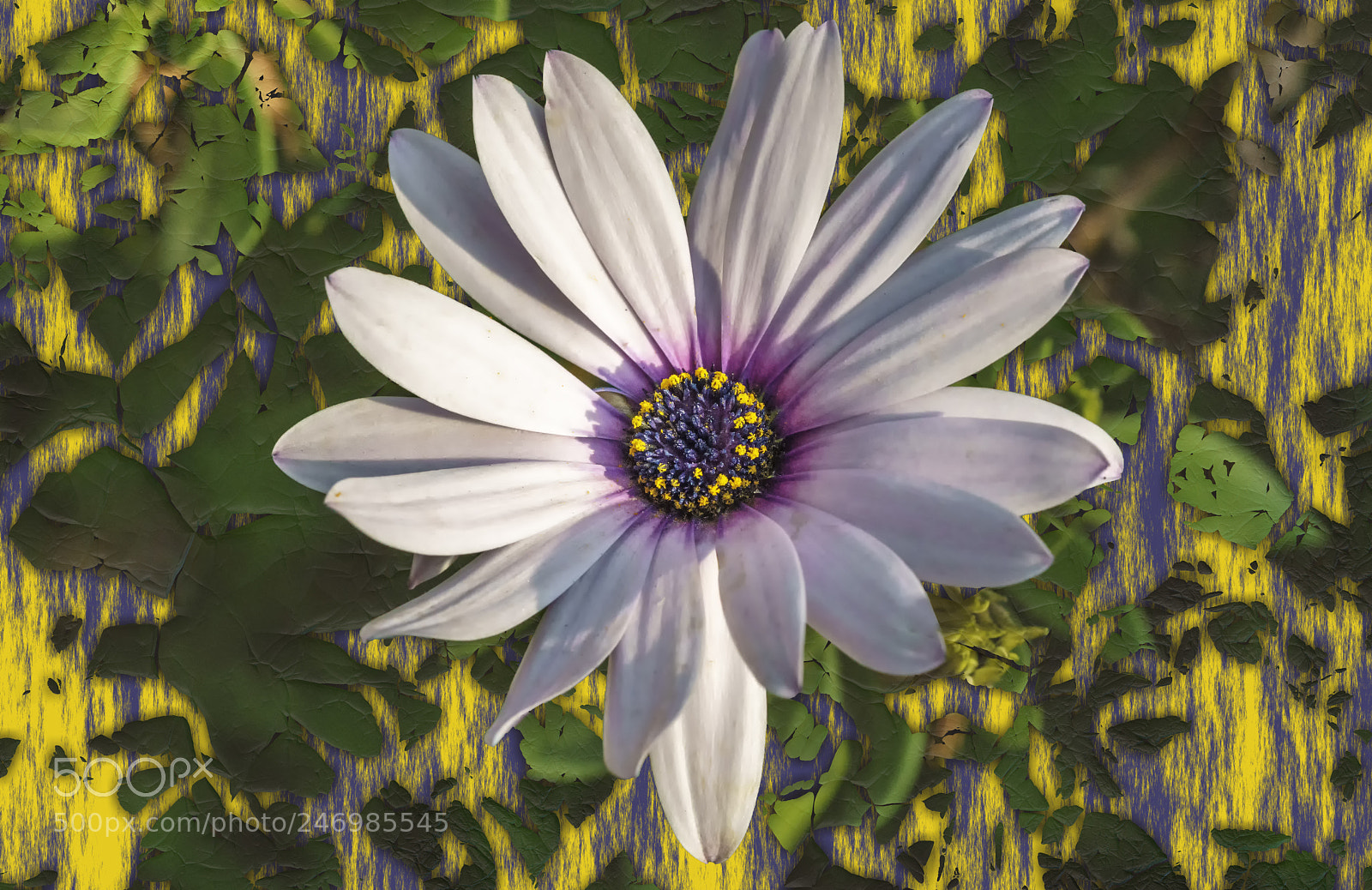 Sony a7R II sample photo. African daisy and backround.. photography