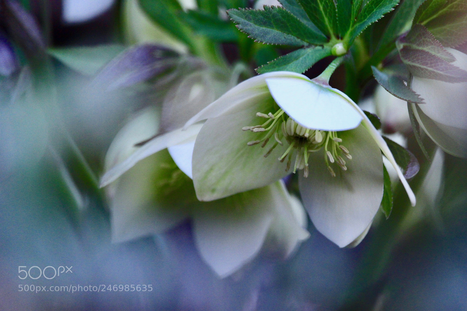 Canon EOS 700D (EOS Rebel T5i / EOS Kiss X7i) sample photo. Stillness... photography