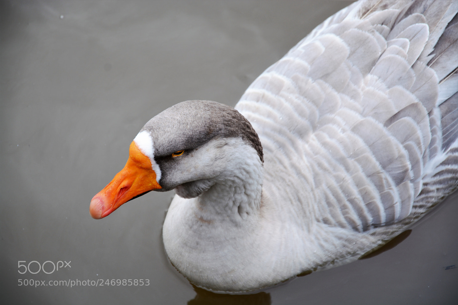 Nikon D7100 sample photo. Duck! photography