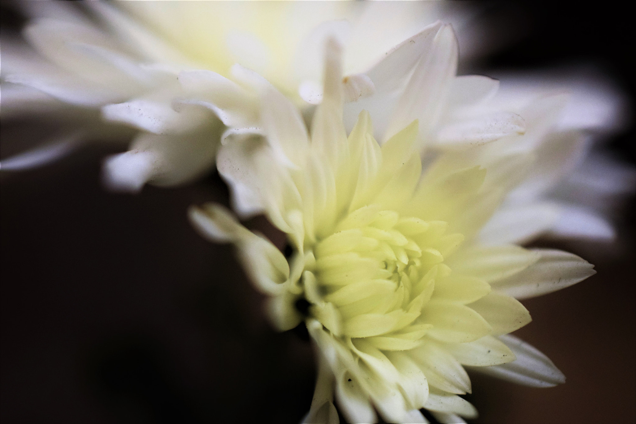Nikon AF-S DX Micro Nikkor 40mm F2.8 sample photo. Chrysanthemums photography