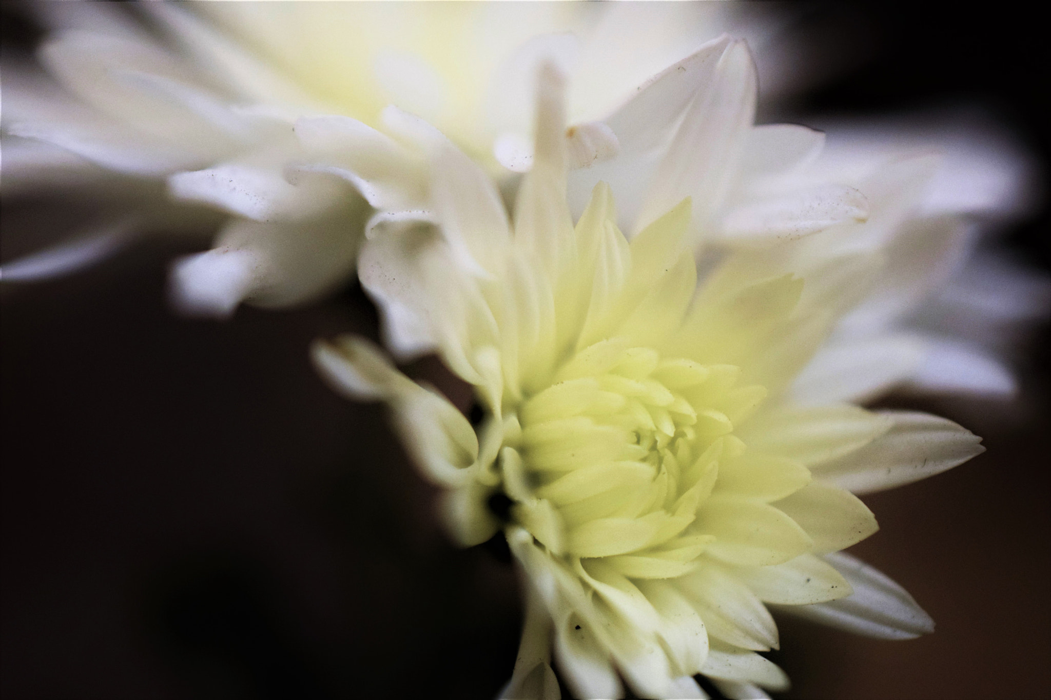 Nikon D3300 + Nikon AF-S DX Micro Nikkor 40mm F2.8 sample photo. Chrysanthemums photography