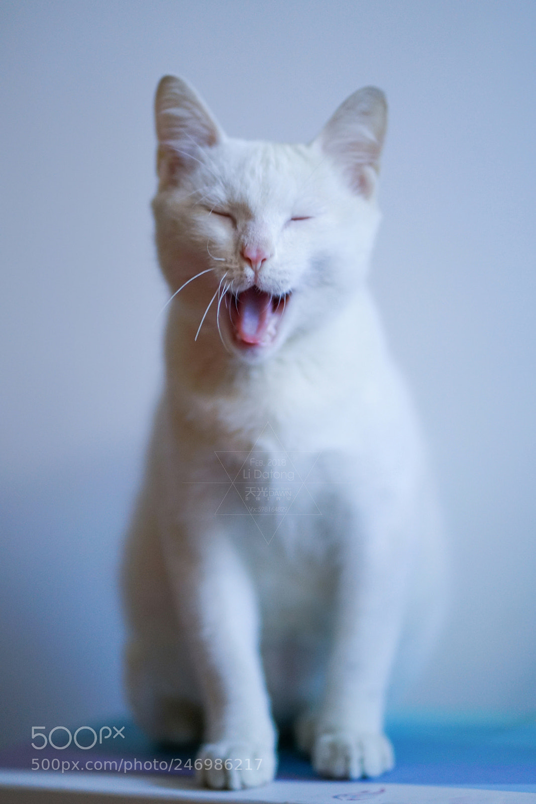 Sony a7R II sample photo. Yawn~ photography